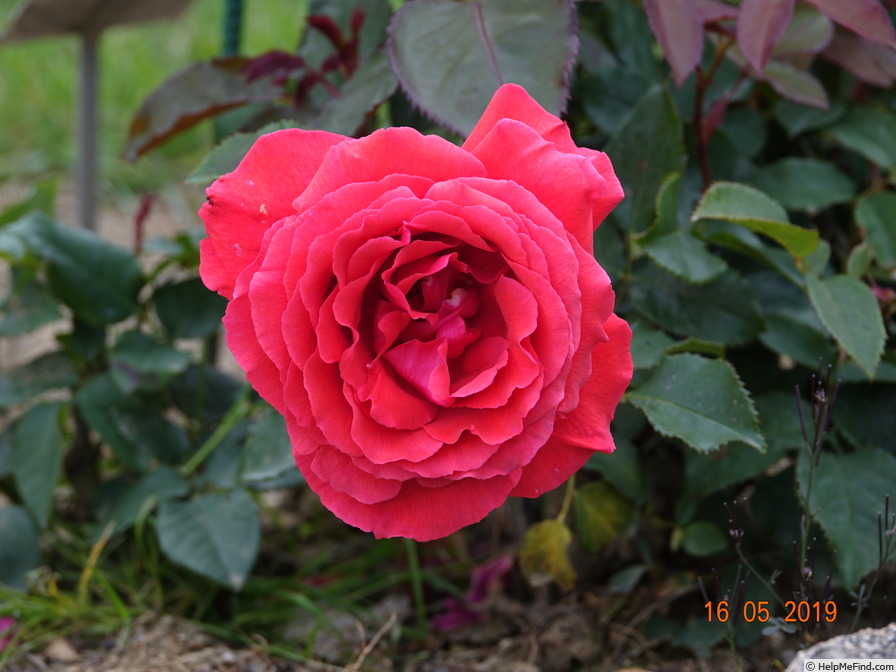 'Duftwolke ®' rose photo