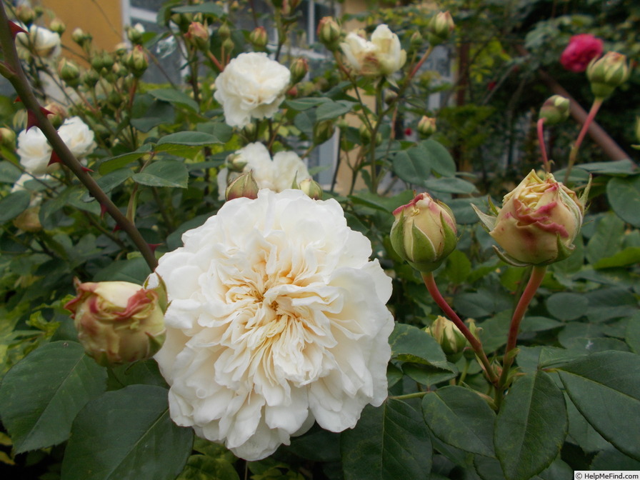 'Sombreuil (LCl, Unknown circa 1940)' rose, click to enlarge 'Sombreuil (LCl, Unknown circa 1940)' rose photo