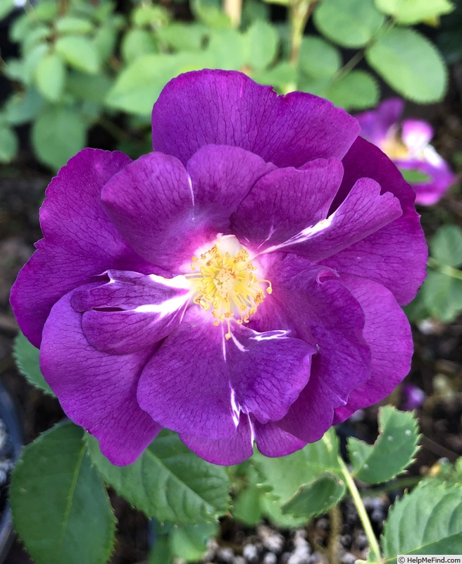 'Rhapsody in Blue ™' rose photo