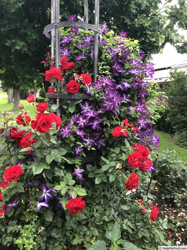 'Lady In Red (climber, Bedard 2017)' rose photo