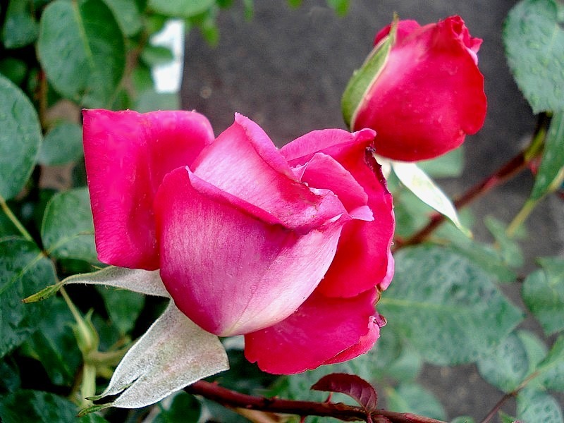 'Baronne de Rothschild ® (hybrid tea, Meilland, 1959/69)' rose photo