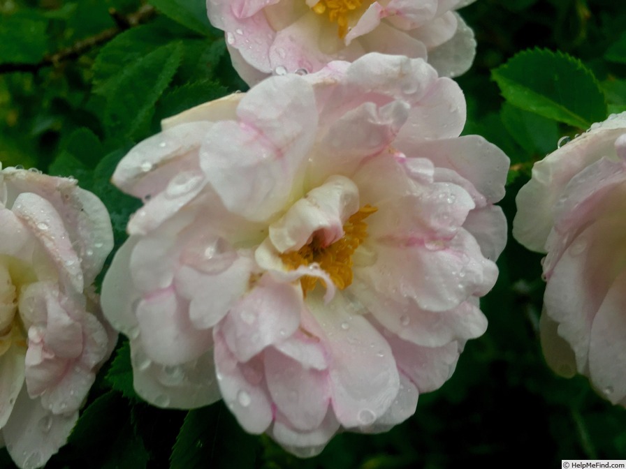 'Manning's Blush' rose photo