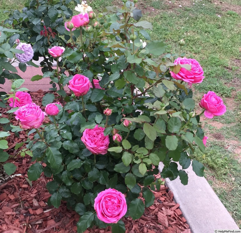 'Auguste Renoir ®' rose photo