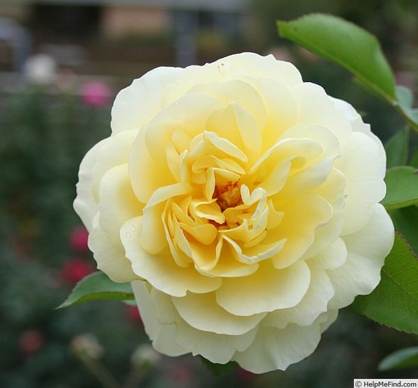 'Citron Fizz' rose photo