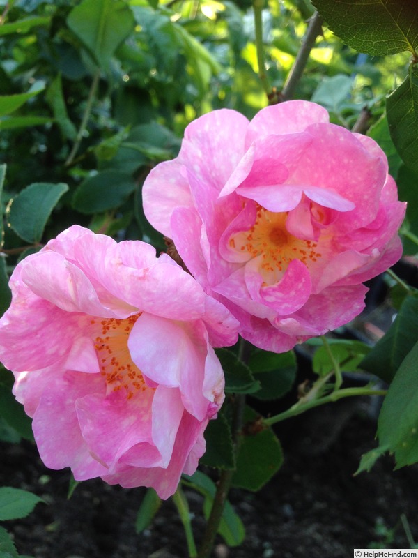 'Onerva' rose photo