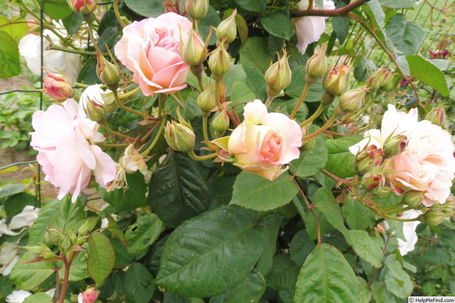 'Penelope (hybrid musk, Pemberton, 1924)' rose photo