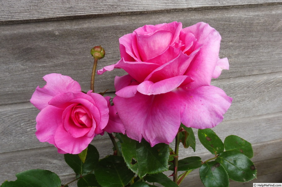 'Claire Marshall' rose photo