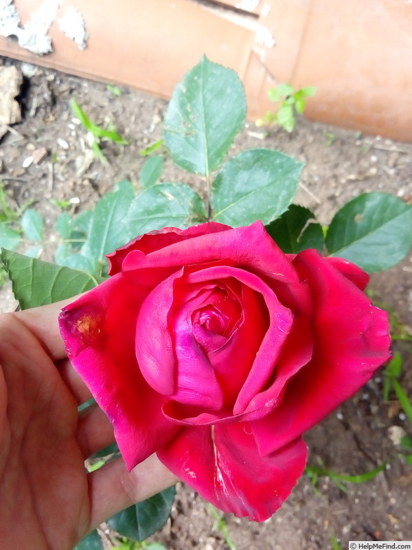 'Valentino ®' rose photo