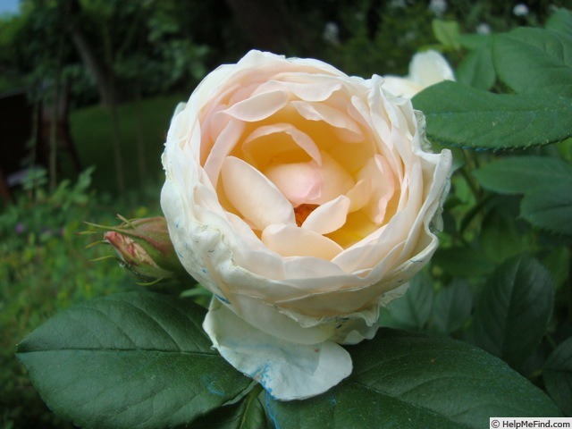 'Uetersener Klosterrose ®' rose photo