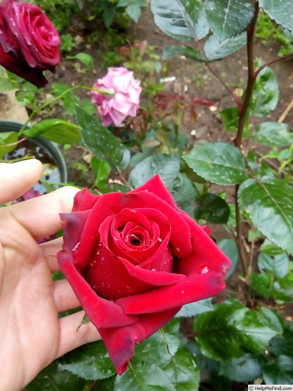 'Velvet Alibi ®' rose photo