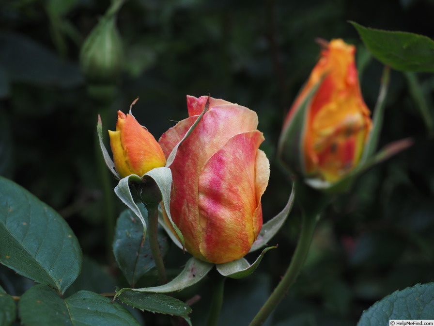 'Sutter's Gold, Cl.' rose photo