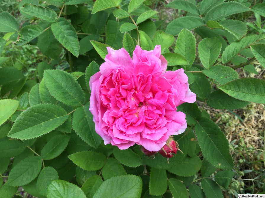 'Rose de Mai (centifolia)' rose photo