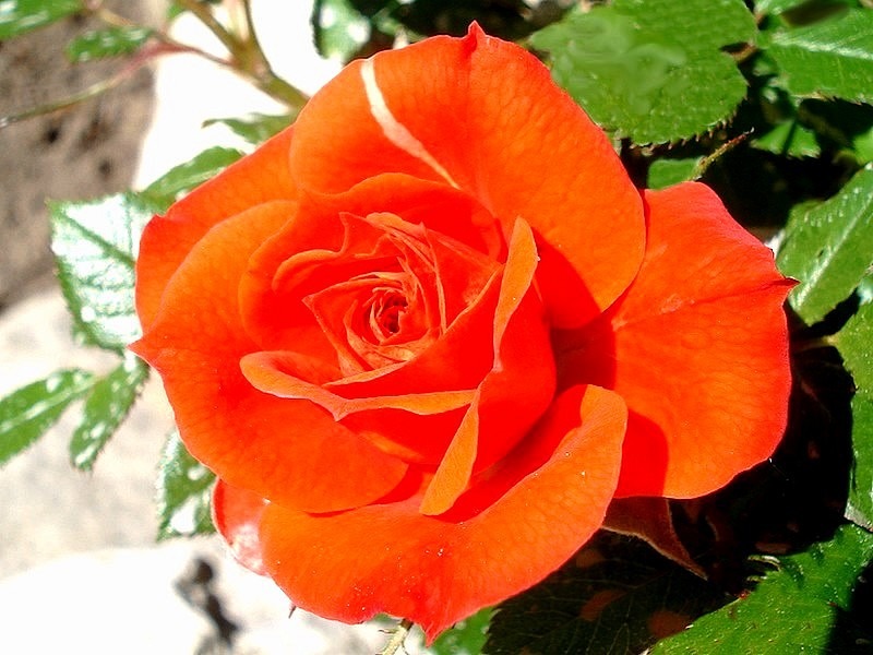 'Venise ® (miniature, Adam, 1997)' rose photo