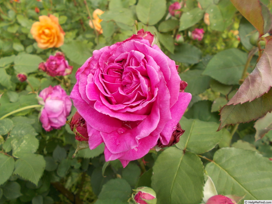 'Velouté d'Orléans (bourbon, Dauvesse, 1862)' rose photo