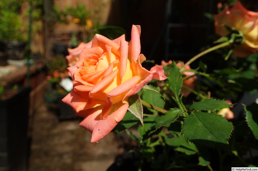 'Carnival Glass' rose, click to enlarge 'Carnival Glass' rose photo