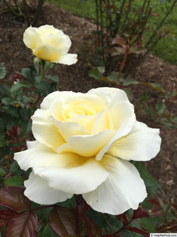 'White Licorice™ (Floribunda, Bedard, 2009)' rose photo