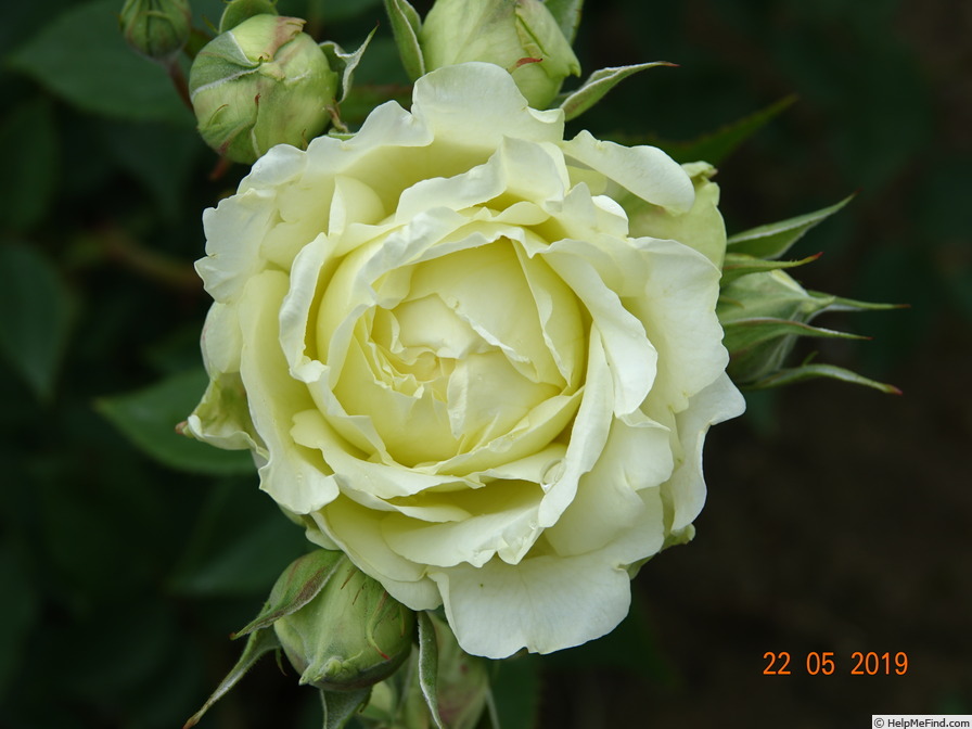 'Kaikyo' rose photo