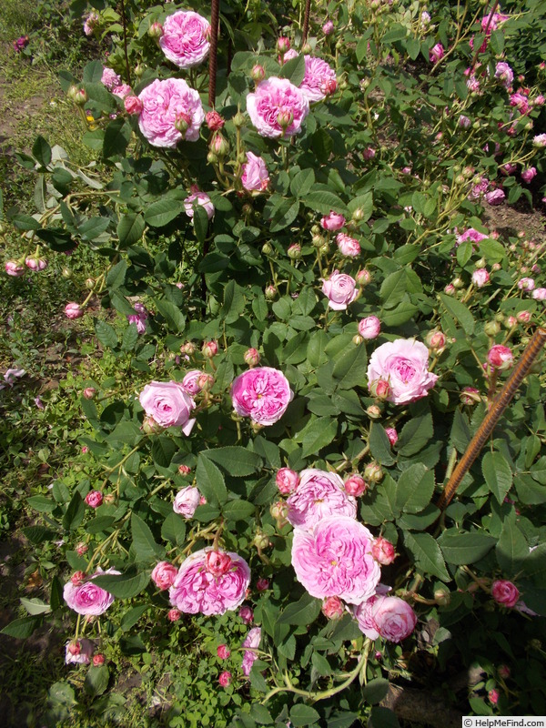 'Lustre d'église' rose photo