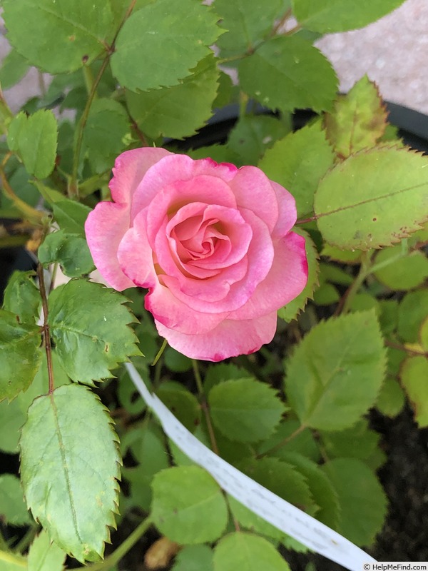 'SOUL13-1' rose photo