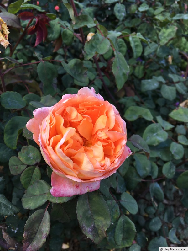 'Lady Emma Hamilton' rose photo