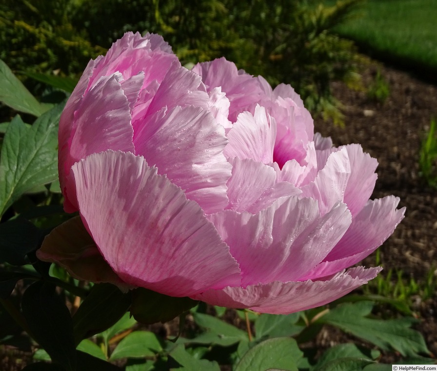 'Akashigata' peony photo