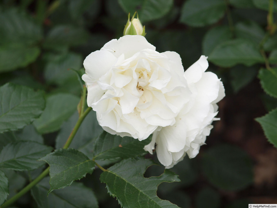 'Christa (floribunda, Braun 2009)' rose photo