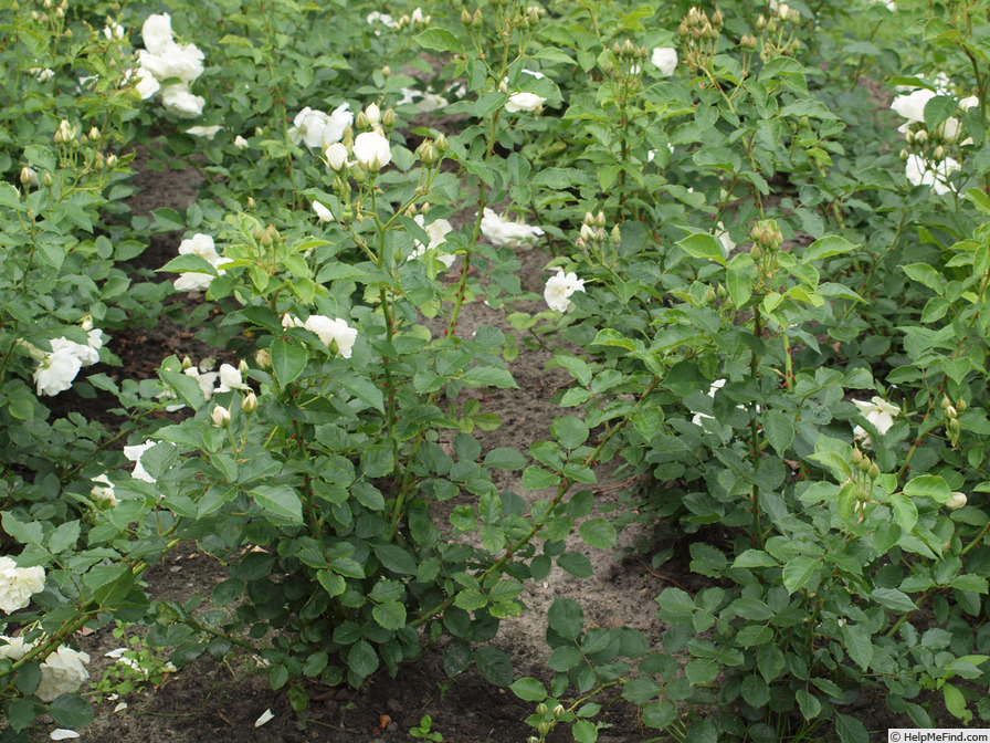 'Christa (floribunda, Braun 2009)' rose photo