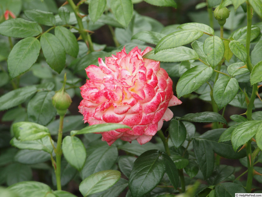 'Queen of Hearts (hybrid tea, Kordes 2005)' rose photo