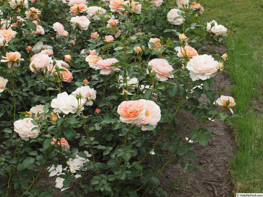'Sangerhäuser Jubiläumsrose ® (floribunda, Kordes, 2003)' rose photo
