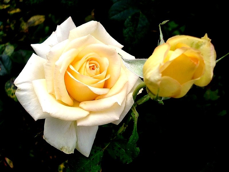 'Isabelle Joerger' rose, click to enlarge 'Isabelle Joerger' rose photo