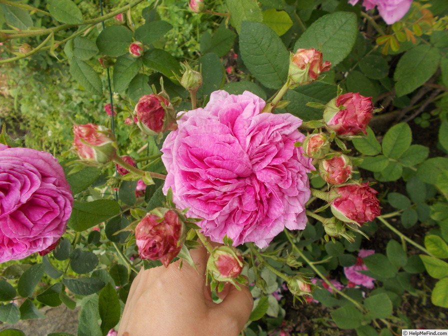 'Blush Gallica' rose photo
