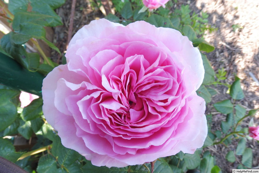 'The Ancient Mariner' rose photo