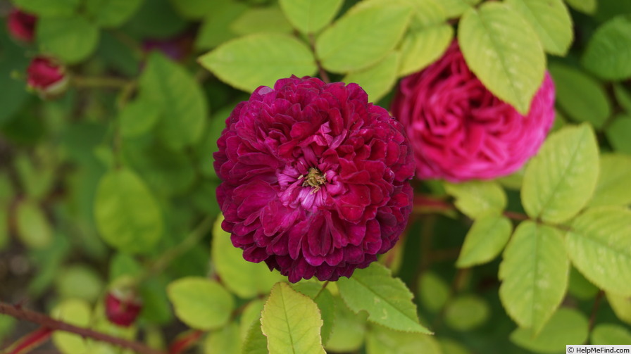 'Petite Renoncule Violette' Rose Photo