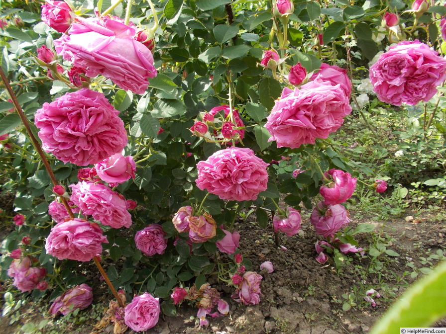 'Paul Ricault' rose photo