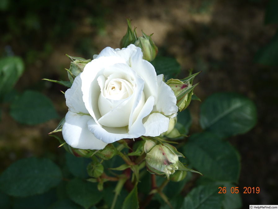 'Annapurna (hybrid tea, Dorieux 2000)' rose photo