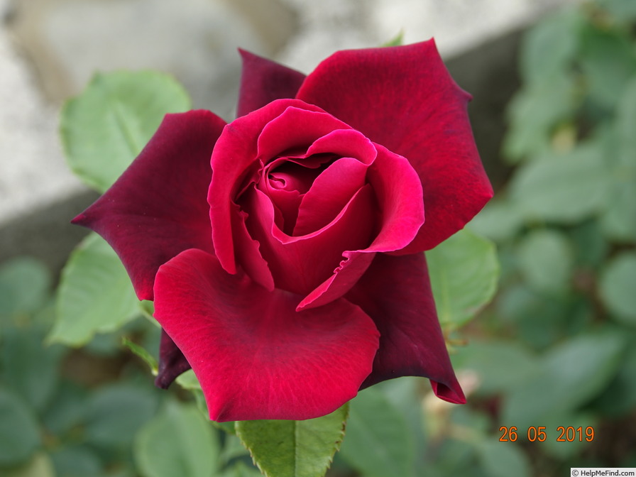 'Charles Mallerin (Hybrid Tea, Meilland, before 1947)' rose photo