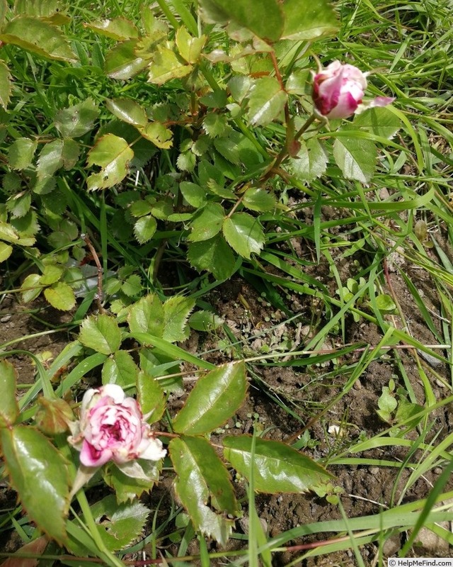 'Seelsorger' rose photo