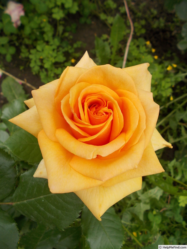 'Simply the Best' rose photo