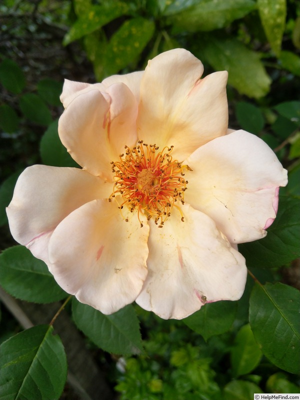 'Meg (Climbing Hybrid Tea, Gosset, 1954)' rose, click to enlarge 'Meg (Climbing Hybrid Tea, Gosset, 1954)' rose photo