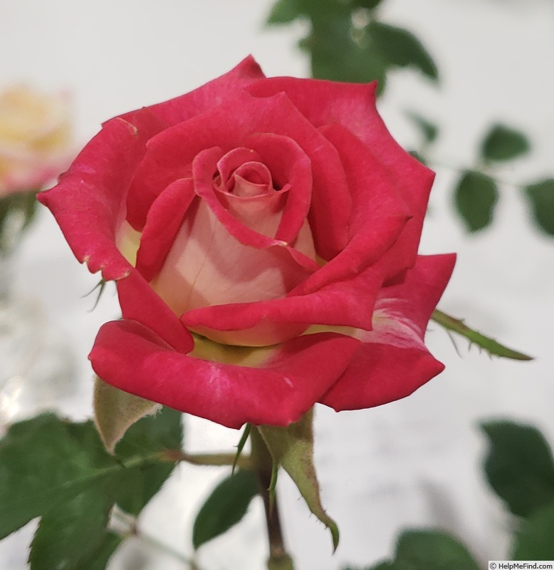 'Millstone' rose photo