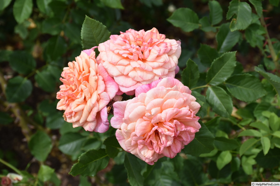 'KORwesrug' rose photo