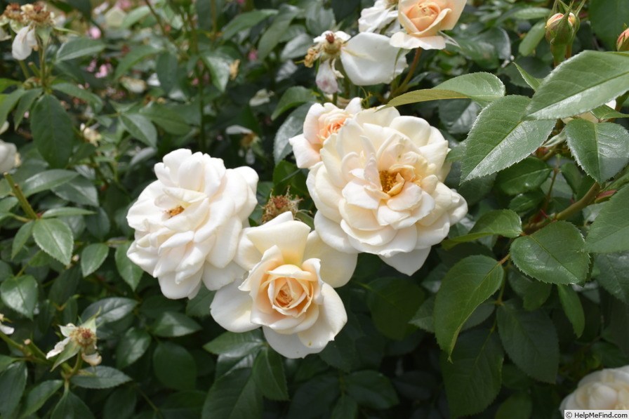 'KORvanaber' rose photo