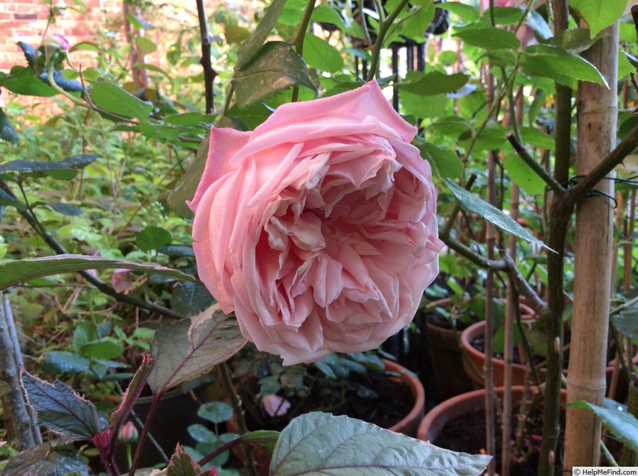 'Mrs. B.R. Cant (Tea, Cant, 1901)' rose, click to enlarge 'Mrs. B.R. Cant (Tea, Cant, 1901)' rose photo