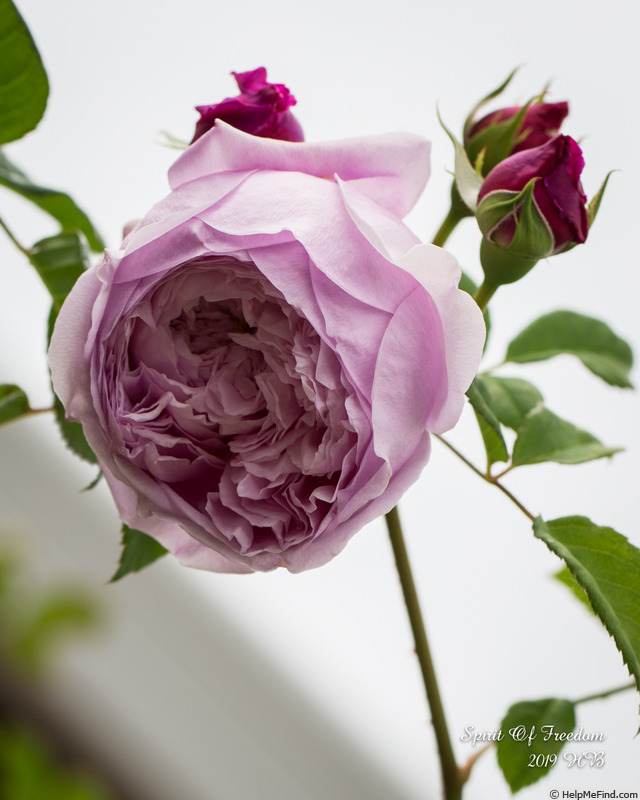 'Spirit of Freedom' rose, click to enlarge 'Spirit of Freedom' rose photo