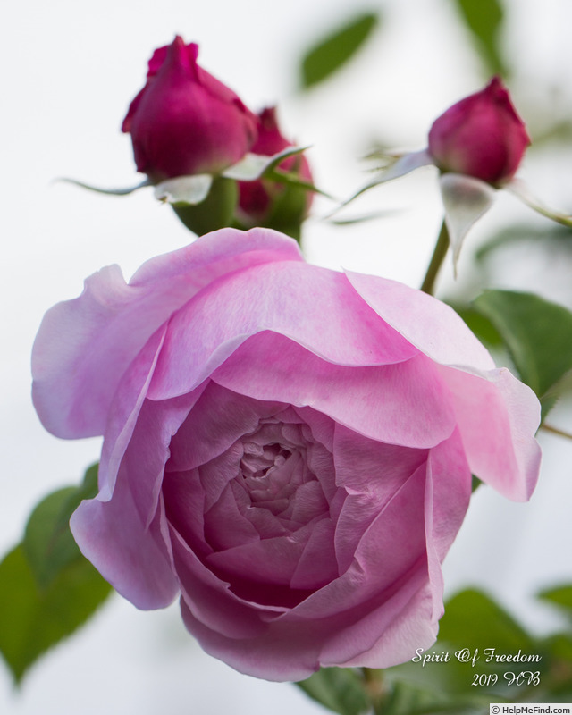 'Spirit of Freedom' rose photo