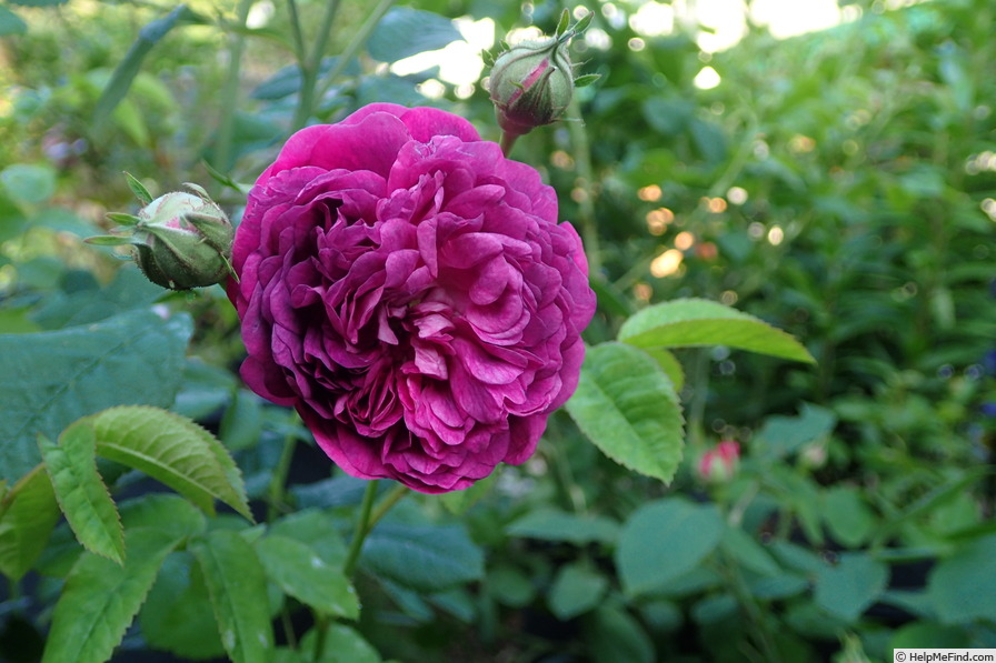 'Cardinal de Richelieu (Hybrid China, Parmentier, pre 1847)' rose photo