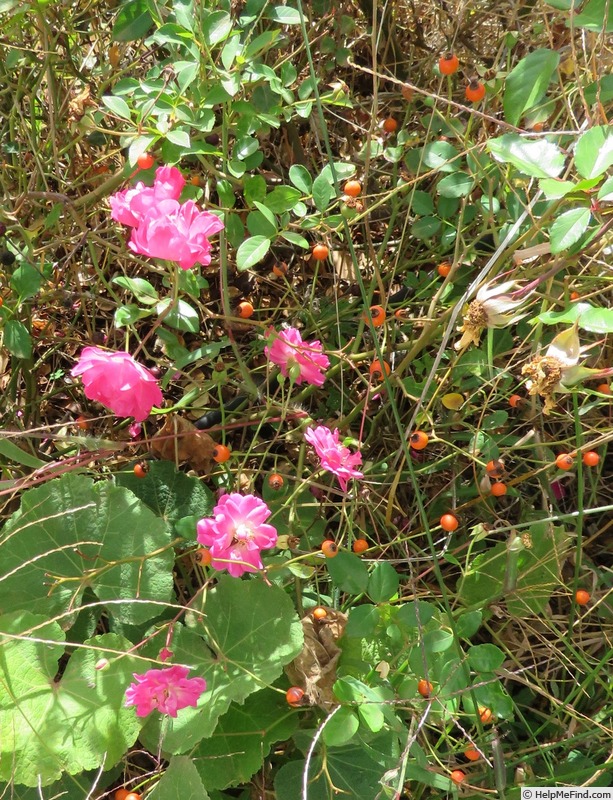 'Captain Watkins' rose photo