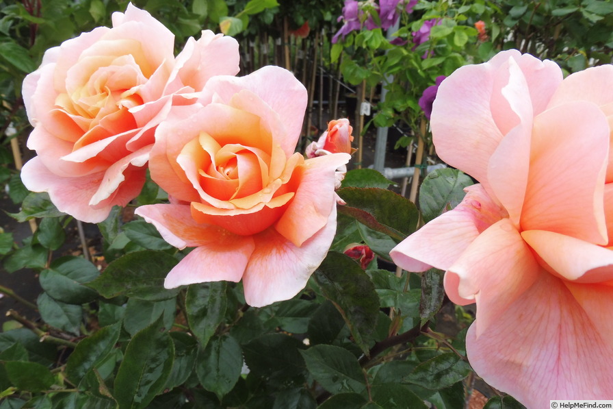 'Reconciliation' rose photo