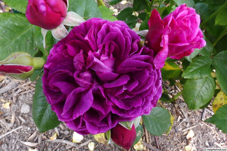 'Purple Lodge' rose photo