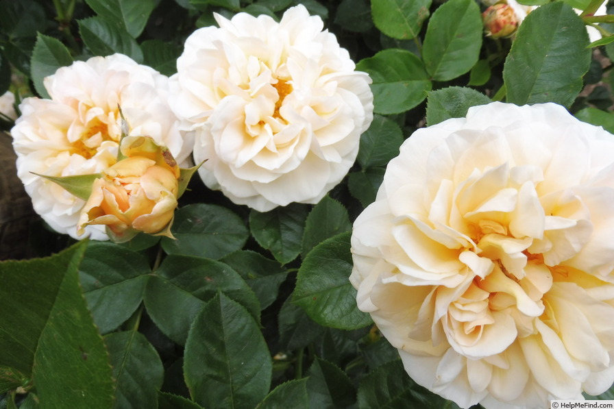 'White Marie Curie' rose photo